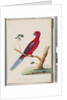 Page 46. Crimson Rosella. Pennantian Parrot by Unknown artist