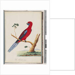 Page 46. Crimson Rosella. Pennantian Parrot by Unknown artist