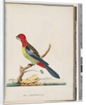 Page 47. Eastern Rosella. Non pareil Parrot by Unknown artist