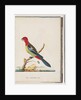 Page 47. Eastern Rosella. Non pareil Parrot by Unknown artist