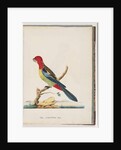 Page 47. Eastern Rosella. Non pareil Parrot by Unknown artist