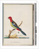 Page 47. Eastern Rosella. Non pareil Parrot by Unknown artist