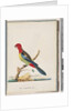 Page 47. Eastern Rosella. Non pareil Parrot by Unknown artist