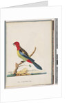 Page 47. Eastern Rosella. Non pareil Parrot by Unknown artist