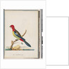 Page 47. Eastern Rosella. Non pareil Parrot by Unknown artist