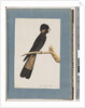 Page 48. Yellow-tailed Black Cockatoo. Banksian Parrot by Unknown artist