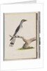 Page 49. Unidentified bird. Scythrops by Unknown artist