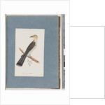 Page 52. Pallid Cuckoo by Unknown artist