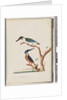 Page 53. 1. Sacred Kingfisher. Alcedo sacre 2. Azure Kingfisher. 2, 3 toed N. Holland Kingfisher by Unknown artist
