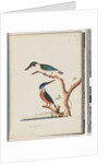 Page 53. 1. Sacred Kingfisher. Alcedo sacre 2. Azure Kingfisher. 2, 3 toed N. Holland Kingfisher by Unknown artist