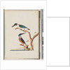 Page 53. 1. Sacred Kingfisher. Alcedo sacre 2. Azure Kingfisher. 2, 3 toed N. Holland Kingfisher by Unknown artist