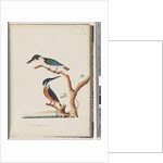 Page 53. 1. Sacred Kingfisher. Alcedo sacre 2. Azure Kingfisher. 2, 3 toed N. Holland Kingfisher by Unknown artist