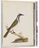 Page 54. Blue, faced Honeyeater. Merops cyanoris. Blue-cheeked Thrush by Unknown artist