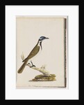 Page 54. Blue, faced Honeyeater. Merops cyanoris. Blue-cheeked Thrush by Unknown artist
