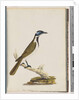 Page 54. Blue, faced Honeyeater. Merops cyanoris. Blue-cheeked Thrush by Unknown artist