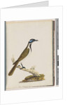 Page 54. Blue, faced Honeyeater. Merops cyanoris. Blue-cheeked Thrush by Unknown artist