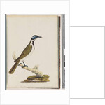 Page 54. Blue, faced Honeyeater. Merops cyanoris. Blue-cheeked Thrush by Unknown artist