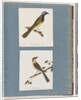 Page 56. Unidentified bird. Turdus leucotis. 57. Red-browed Finch. Turdus new by Unknown artist