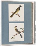 Page 56. Unidentified bird. Turdus leucotis. 57. Red-browed Finch. Turdus new by Unknown artist
