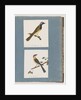 Page 56. Unidentified bird. Turdus leucotis. 57. Red-browed Finch. Turdus new by Unknown artist