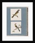 Page 56. Unidentified bird. Turdus leucotis. 57. Red-browed Finch. Turdus new by Unknown artist