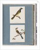 Page 56. Unidentified bird. Turdus leucotis. 57. Red-browed Finch. Turdus new by Unknown artist