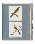 Page 56. Unidentified bird. Turdus leucotis. 57. Red-browed Finch. Turdus new by Unknown artist