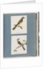 Page 56. Unidentified bird. Turdus leucotis. 57. Red-browed Finch. Turdus new by Unknown artist