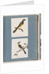 Page 56. Unidentified bird. Turdus leucotis. 57. Red-browed Finch. Turdus new by Unknown artist