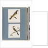 Page 56. Unidentified bird. Turdus leucotis. 57. Red-browed Finch. Turdus new by Unknown artist