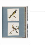 Page 56. Unidentified bird. Turdus leucotis. 57. Red-browed Finch. Turdus new by Unknown artist