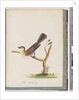 Page 60. Unidentified bird. Turdus cyanocephalus. Blue-headed Thrush by Unknown artist