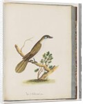 Page 61. Blue-faced Honeyeater. Turdus cyanoris. Blue-cheeked Thrush by Unknown artist