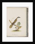 Page 61. Blue-faced Honeyeater. Turdus cyanoris. Blue-cheeked Thrush by Unknown artist
