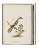 Page 61. Blue-faced Honeyeater. Turdus cyanoris. Blue-cheeked Thrush by Unknown artist
