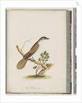 Page 61. Blue-faced Honeyeater. Turdus cyanoris. Blue-cheeked Thrush by Unknown artist
