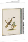 Page 61. Blue-faced Honeyeater. Turdus cyanoris. Blue-cheeked Thrush by Unknown artist