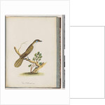 Page 61. Blue-faced Honeyeater. Turdus cyanoris. Blue-cheeked Thrush by Unknown artist