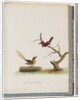 Page 66. 1. Scarlet Honeyeater. Certhia/Honeyeater/orientale. 2. Unidentified bird. Muscicapa malachura by Unknown artist