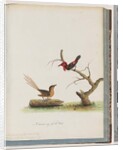 Page 66. 1. Scarlet Honeyeater. Certhia/Honeyeater/orientale. 2. Unidentified bird. Muscicapa malachura by Unknown artist