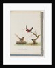 Page 66. 1. Scarlet Honeyeater. Certhia/Honeyeater/orientale. 2. Unidentified bird. Muscicapa malachura by Unknown artist