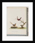 Page 66. 1. Scarlet Honeyeater. Certhia/Honeyeater/orientale. 2. Unidentified bird. Muscicapa malachura by Unknown artist