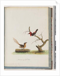 Page 66. 1. Scarlet Honeyeater. Certhia/Honeyeater/orientale. 2. Unidentified bird. Muscicapa malachura by Unknown artist