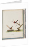 Page 66. 1. Scarlet Honeyeater. Certhia/Honeyeater/orientale. 2. Unidentified bird. Muscicapa malachura by Unknown artist