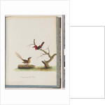 Page 66. 1. Scarlet Honeyeater. Certhia/Honeyeater/orientale. 2. Unidentified bird. Muscicapa malachura by Unknown artist