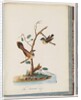 Page 72. 1. Spotted Pardalote. Pipra punctata 2. Unidentified bird. Muscicapa rufifrom by Unknown artist
