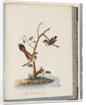 Page 72. 1. Spotted Pardalote. Pipra punctata 2. Unidentified bird. Muscicapa rufifrom by Unknown artist
