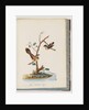 Page 72. 1. Spotted Pardalote. Pipra punctata 2. Unidentified bird. Muscicapa rufifrom by Unknown artist
