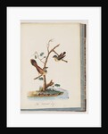 Page 72. 1. Spotted Pardalote. Pipra punctata 2. Unidentified bird. Muscicapa rufifrom by Unknown artist