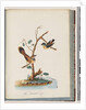 Page 72. 1. Spotted Pardalote. Pipra punctata 2. Unidentified bird. Muscicapa rufifrom by Unknown artist